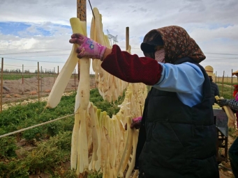 青海都兰县萝卜产品远销日本韩国