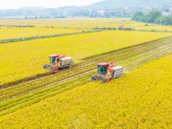 湖南东安：高标准农田晚稻开镰收割