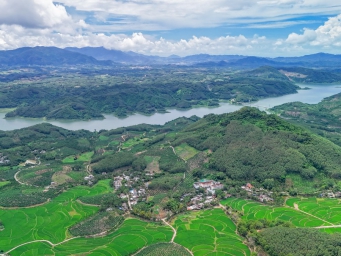 海南三亚：晚稻田园景如画